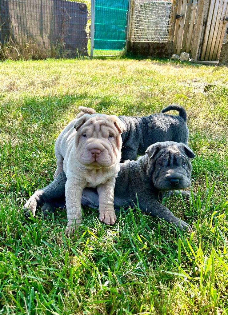 Chiots disponibles