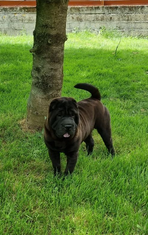 de la Petite Cantate - Chiots 6 mois disponibles !